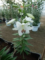 [3456 W07 0363-01 No01.JPG]